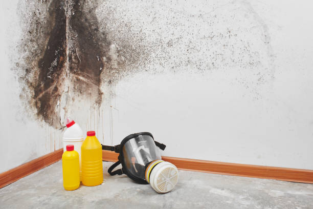 Best Mold Testing  in San Luis, AZ