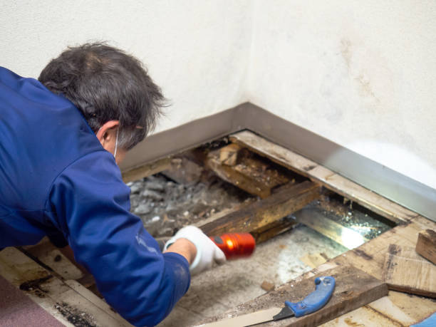 Best Mold Testing  in San Luis, AZ