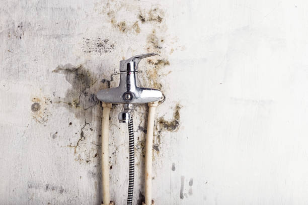 Best Home Mold Removal  in San Luis, AZ