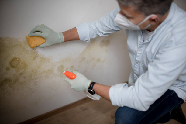 Best Emergency Mold Removal  in San Luis, AZ