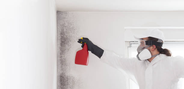 Best Mold Cleaning Services  in San Luis, AZ