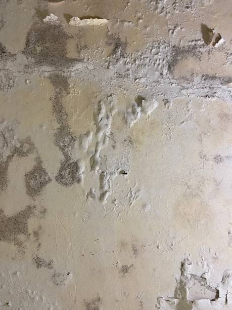 Best Crawl Space Mold Removal  in San Luis, AZ