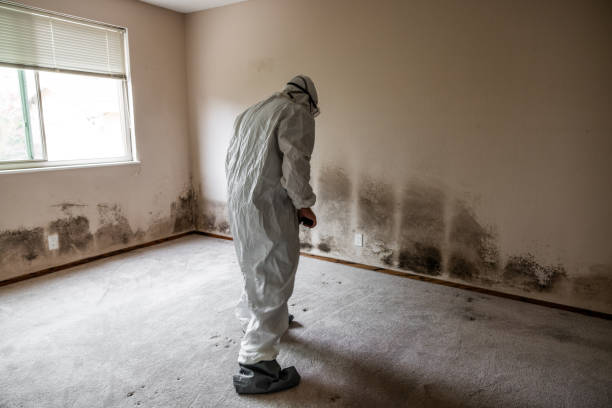 Trusted San Luis, AZ Mold Removal Experts
