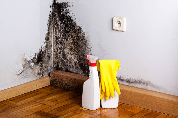 Best Mold Damage Repair  in San Luis, AZ