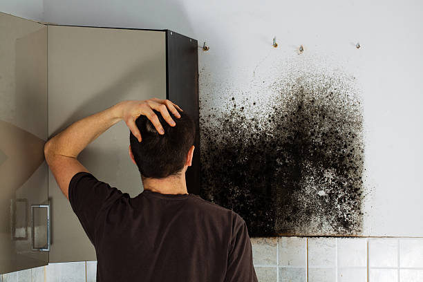 Best Certified Mold Removal  in San Luis, AZ