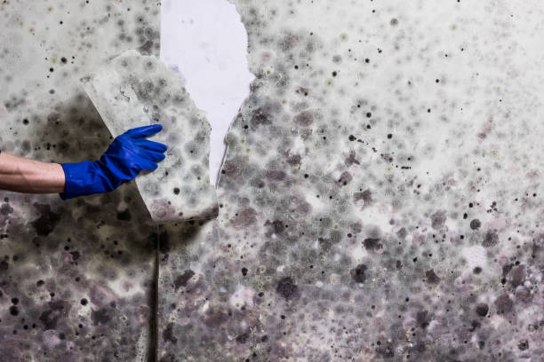 Best Certified Mold Removal  in San Luis, AZ