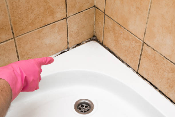 Best Best Mold Removal Companies  in San Luis, AZ
